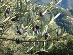 olive
[ 205 KB ]