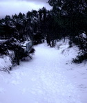 neve, dai Panini in Vasca (7 gennaio 2009)
[ 75 KB ]