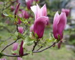 magnolia (aprile 2009)
[ 96 KB ]